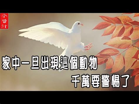 鳥死在家裡|鳥死在陽台風水：你可能不知道的陽台設計風水禁忌【鳥死在陽台。